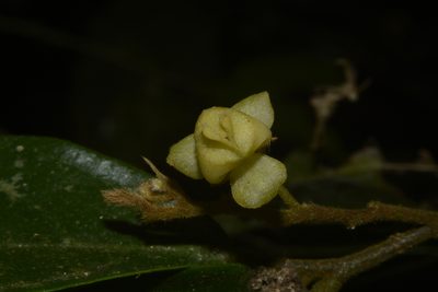 Orophea erythrocarpa, photographed by Siddarth Machado