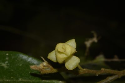 Orophea erythrocarpa, photographed by Siddarth Machado