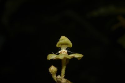 Orophea erythrocarpa, photographed by Siddarth Machado