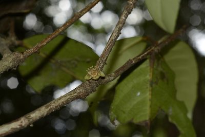 Drypetes oblongifolia, photographed by Siddarth Machado