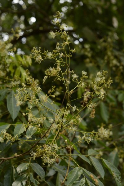Archidendron bigeminum, photographed by Siddarth Machado