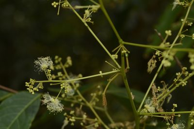 Archidendron bigeminum, photographed by Siddarth Machado