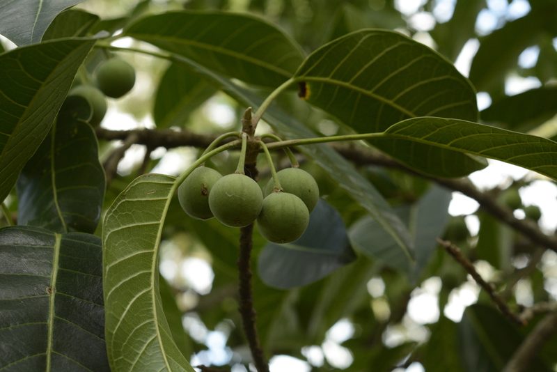 Ficus callosa, photographed by Siddarth Machado