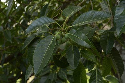 Ficus callosa, photographed by Siddarth Machado