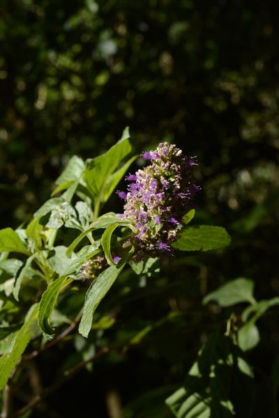 Pogostemon benghalensis, photographed by Siddarth Machado