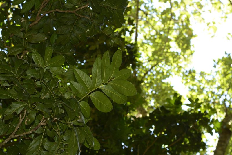 Dysoxylum gotadhora, photographed by Siddarth Machado