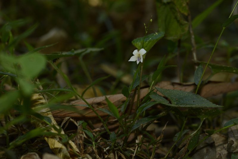 Viola pilosa, photographed by Siddarth Machado