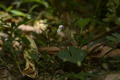 Viola pilosa, photographed by Siddarth Machado