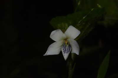 Viola pilosa, photographed by Siddarth Machado