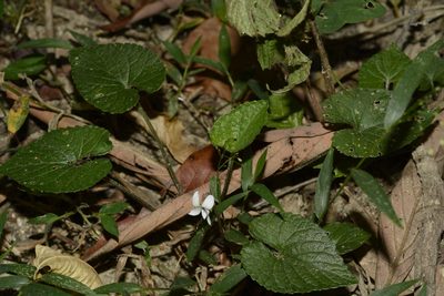 Viola pilosa, photographed by Siddarth Machado