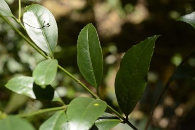 Euonymus crenulatus, photographed by Siddarth Machado