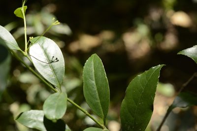 Euonymus crenulatus, photographed by Siddarth Machado
