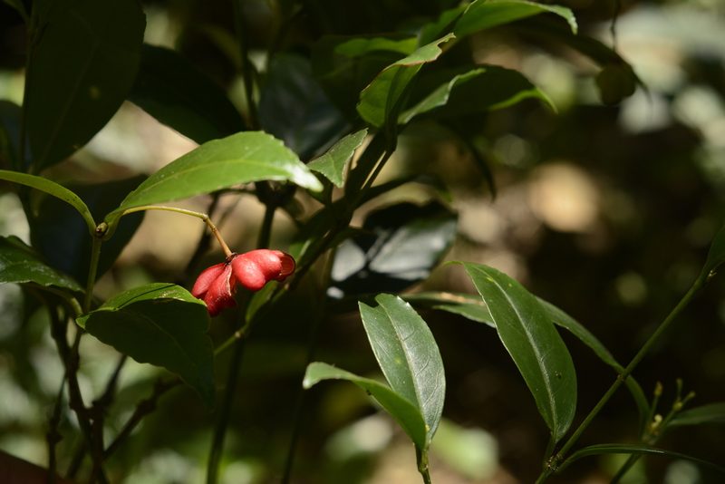 Euonymus crenulatus, photographed by Siddarth Machado