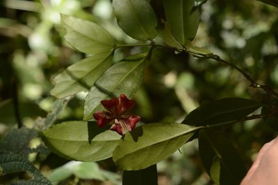 Euonymus crenulatus, photographed by Siddarth Machado