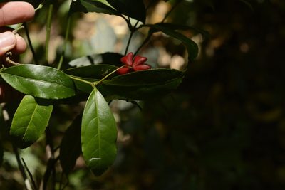 Euonymus crenulatus, photographed by Siddarth Machado