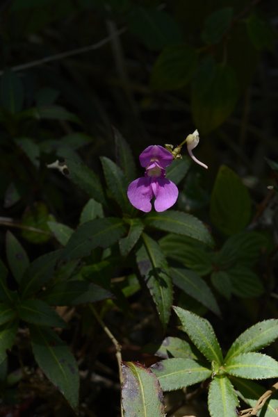 Impatiens tangachee, photographed by Siddarth Machado