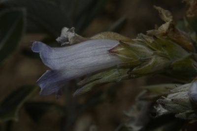 Strobilanthes kunthiana, photographed by Siddarth Machado