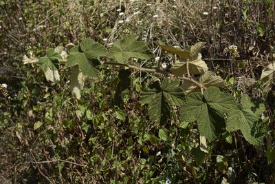 Rubus fairholmianus, photographed by Siddarth Machado