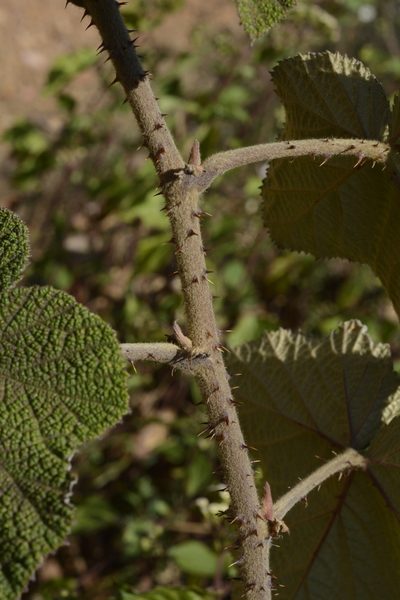 Rubus fairholmianus, photographed by Siddarth Machado