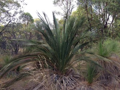 Macrozamia fraseri, photographed by Paul Coddington