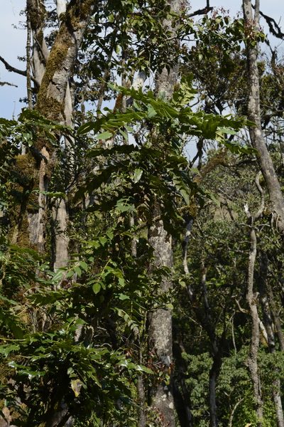 Berberis napaulensis, photographed by Siddarth Machado