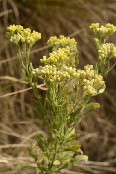 Erigeron trilobus, photographed by Siddarth Machado
