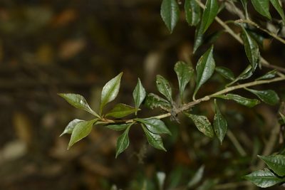 Ardisia rhomboidea, photographed by Siddarth Machado