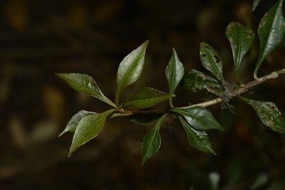 Ardisia rhomboidea, photographed by Siddarth Machado