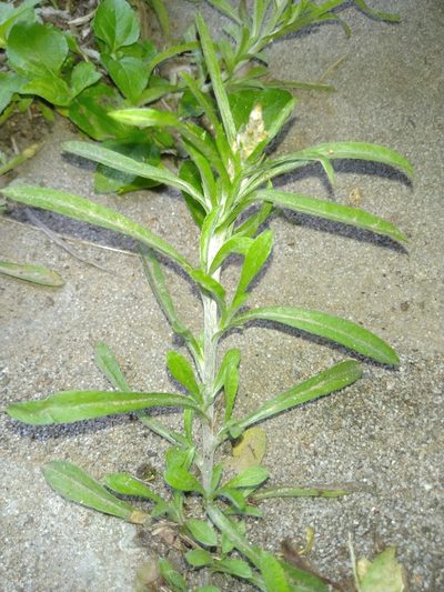 Gamochaeta calviceps, photographed by chiuluan