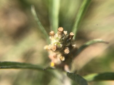 Gamochaeta calviceps, photographed by 黃美滿