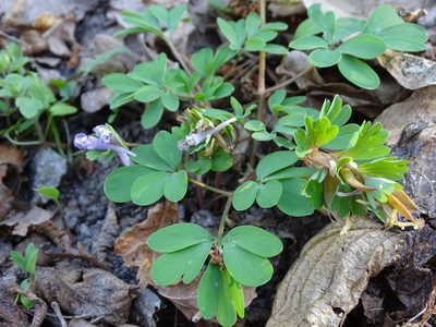 Corydalis pumila, photographed by Grzegorz Grzejszczak