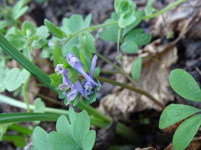 Corydalis pumila, photographed by Grzegorz Grzejszczak