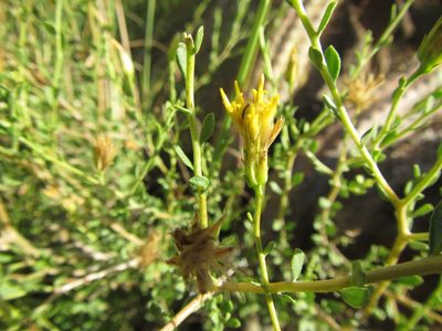 Pegolettia retrofracta, photographed by douglaseustonbrown