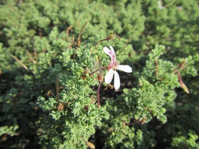 Pelargonium abrotanifolium, photographed by douglaseustonbrown
