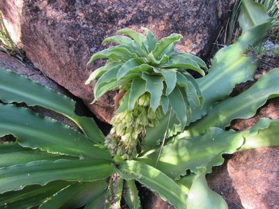 Eucomis autumnalis, photographed by douglaseustonbrown