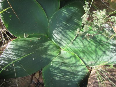 Brunsvigia radulosa, photographed by douglaseustonbrown