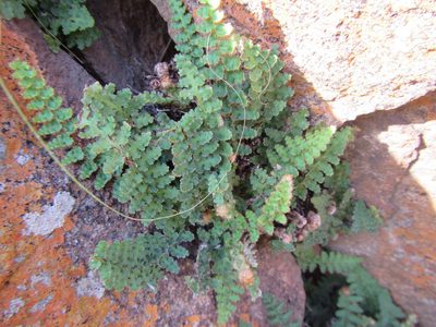 Asplenium cordatum, photographed by douglaseustonbrown