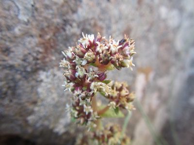 Crassula tabularis, photographed by douglaseustonbrown