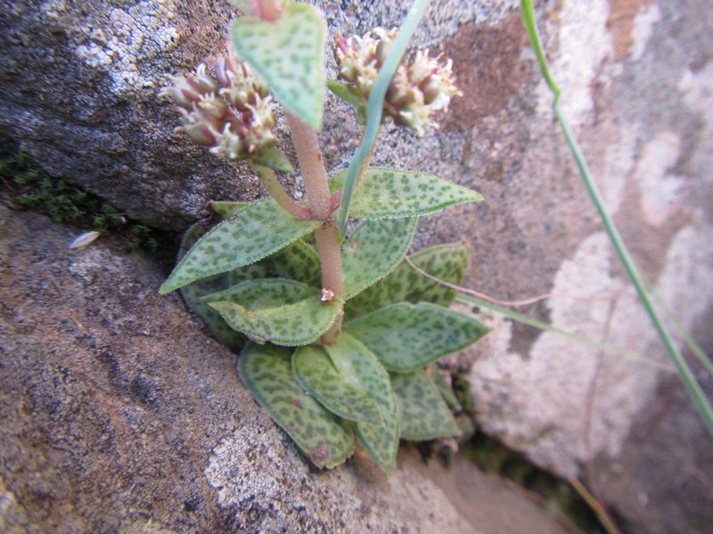 Crassula tabularis, photographed by douglaseustonbrown