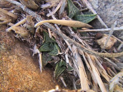 Haworthiopsis tessellata, photographed by douglaseustonbrown