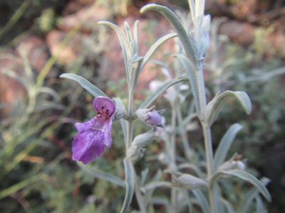 Stachys linearis, photographed by douglaseustonbrown