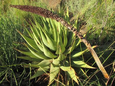 Aloe broomii, photographed by douglaseustonbrown