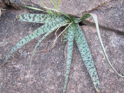 Ledebouria apertiflora, photographed by douglaseustonbrown