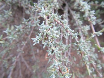 Pteronia glauca, photographed by douglaseustonbrown