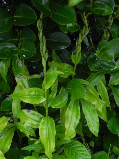 Habenaria gibsonii, photographed by S.MORE
