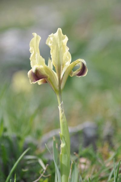 Iris pseudopumila, photographed by Wouter Van Landuyt