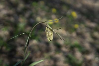 Fritillaria montana, photographed by Conrad Altmann