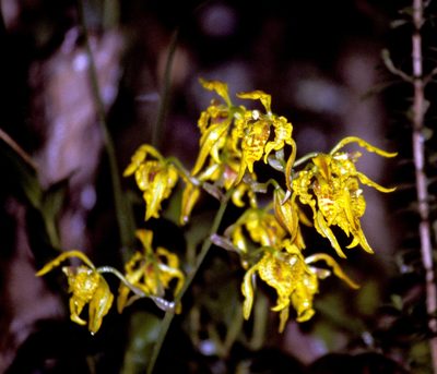 Cyrtochilum pardinum, photographed by desertnaturalist