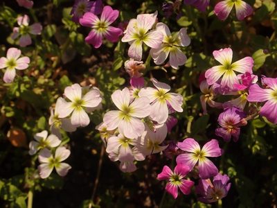 Malcolmia maritima, photographed by Alexis Tinker-Tsavalas