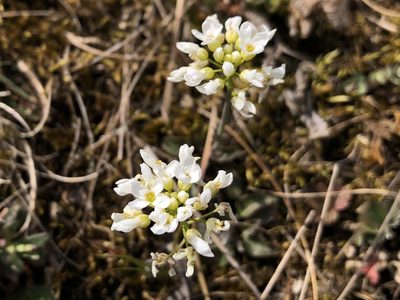 Noccaea montana, photographed by Pavel Kacl